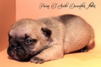 /album/poison-d%c2%b4acebo-december-flower/img-7135-jpg/