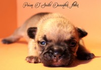 /album/poison-d%c2%b4acebo-december-flower/img-7157-jpg/