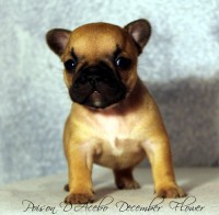 /album/poison-d%c2%b4acebo-december-flower/img-7745-jpg/