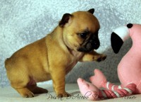 /album/poison-d%c2%b4acebo-december-flower/img-7770-jpg/