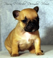 /album/poison-d%c2%b4acebo-december-flower/img-7786-jpg/